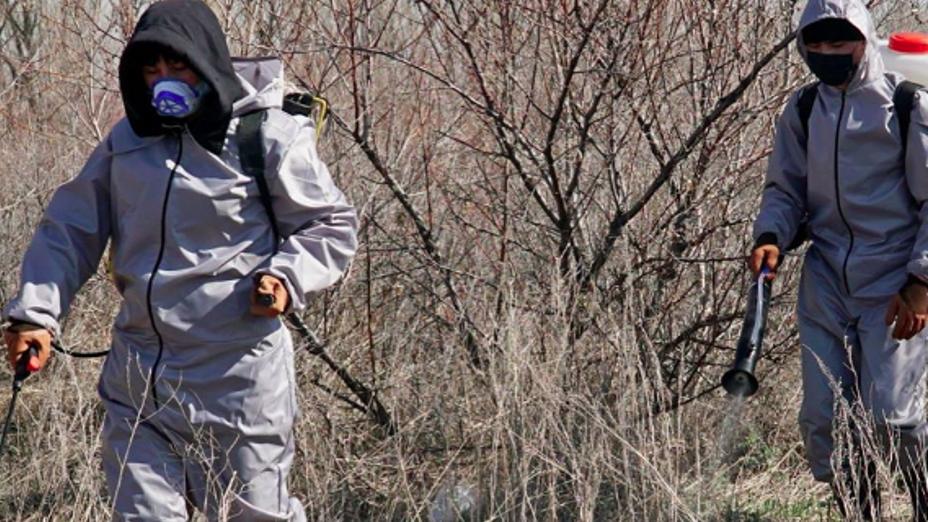 Елордада масаға қарсы дезинсекциялық жұмыстар басталды