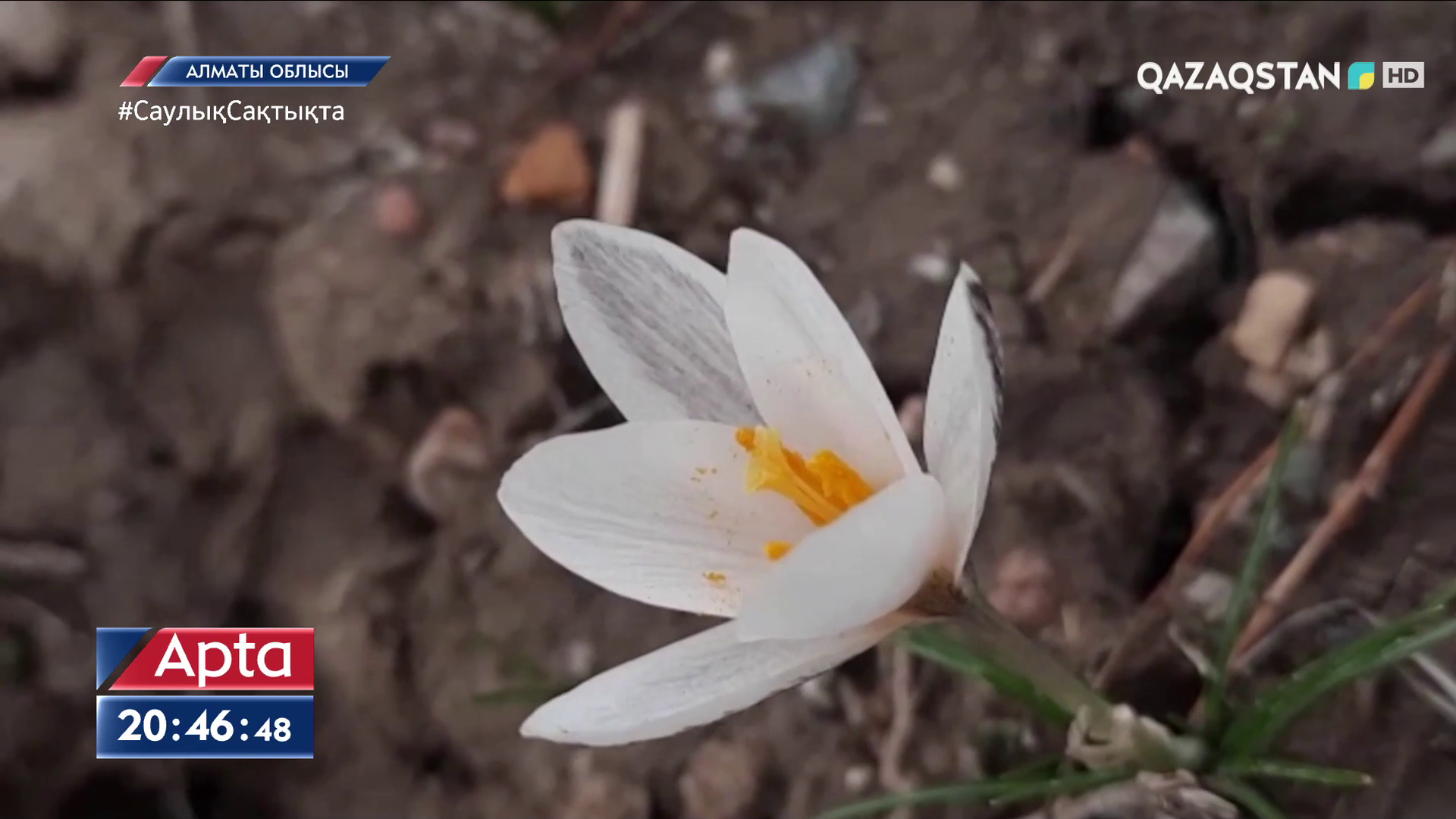 Бәйшешек раскраска для детей. Бәйшешек 7 сынып 1 бөлім. Бәйшешек 7 сынып 1 бөлім. Бәйшешек 7 сынып 1 бөлім. Бөртегүл гүлі.
