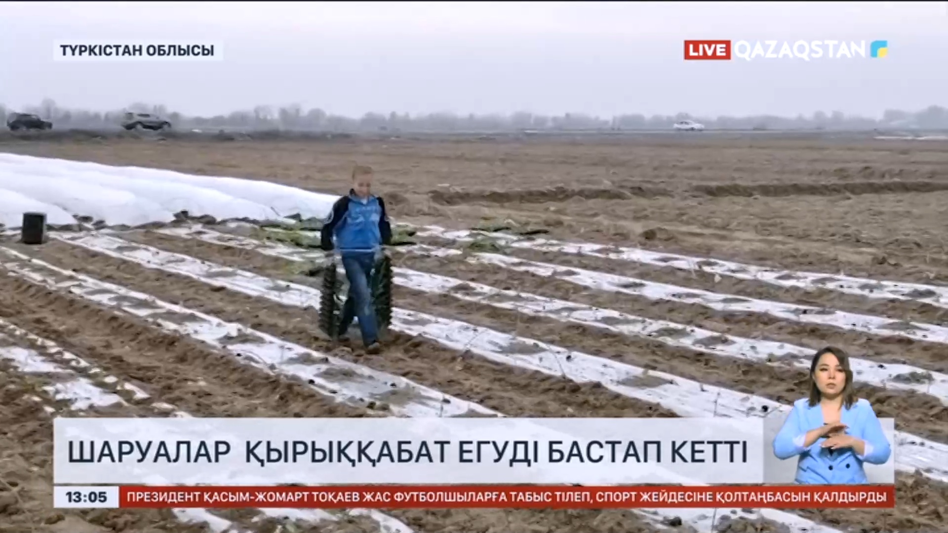 Түркістан облысында шаруалар қырыққабат егуді бастап кетті «Qazaqstan