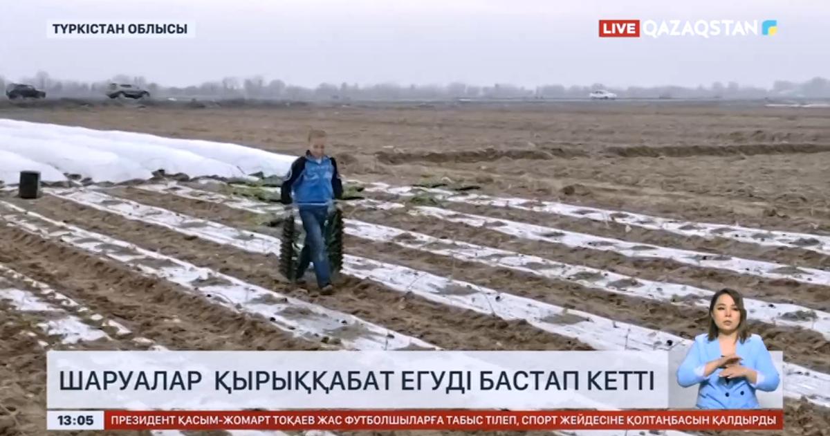 Түркістан облысында шаруалар қырыққабат егуді бастап кетті «Qazaqstan