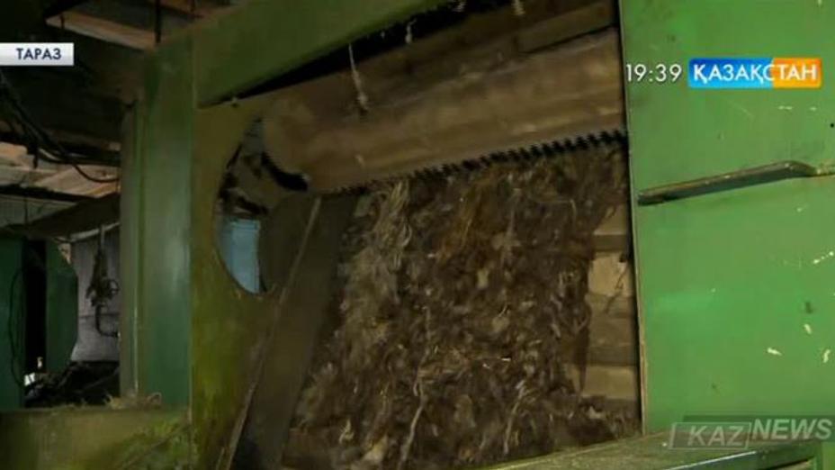Тараздағы жүн өңдейтін зауыт кластерлік жүйеге өтпек
