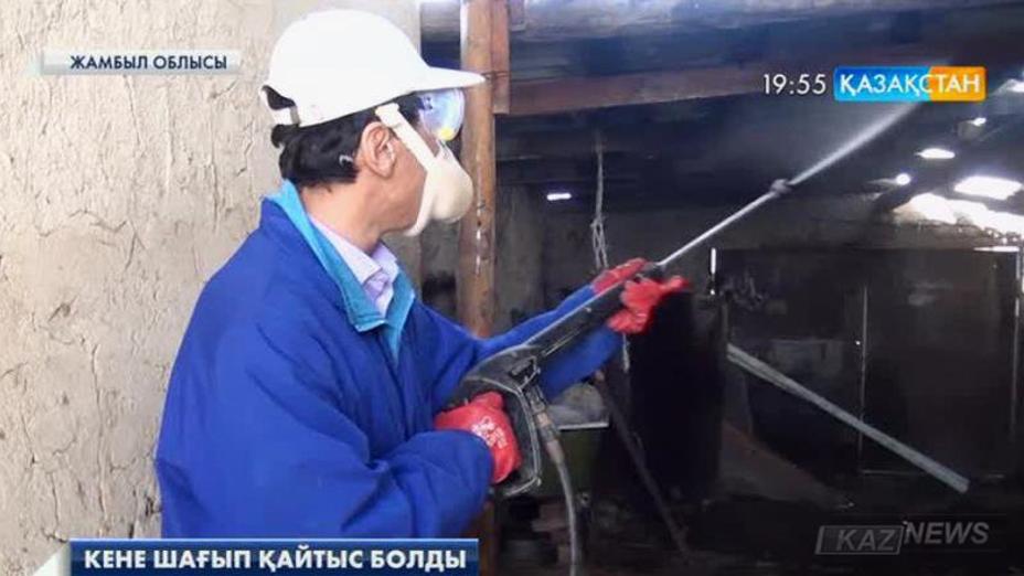 Жамбыл облысының 40 жастағы тұрғынын кене шағып, қайтыс болды