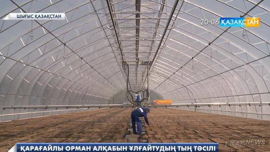 ШҚО-дағы Қарамырза ауылында Орталық Азияда теңдесі жоқ орман тұқымы кешені ашылды