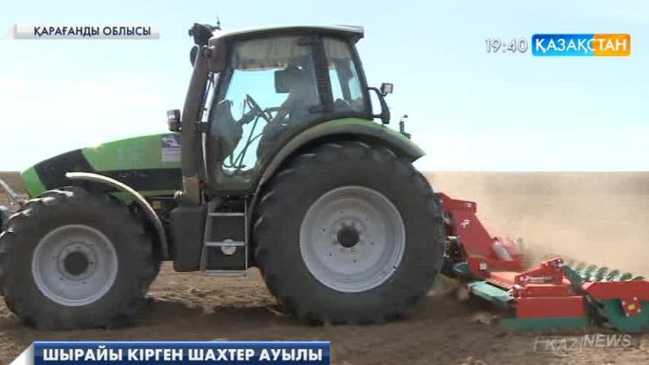 Қарағанды облысындағы «Шахтер» шаруа қожалығы ноқат егіп, өнімді экспорттауды бастады