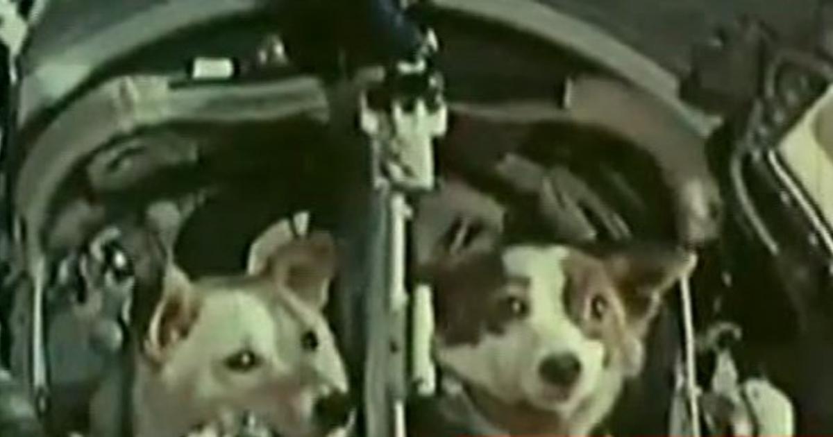 Фото белки полетевшей в космос. Белка и стрелка полёт в космос 1958. Собаки белка и стрелка в космосе. Белка и стрелка приземлились. Запуск белки и стрелки.