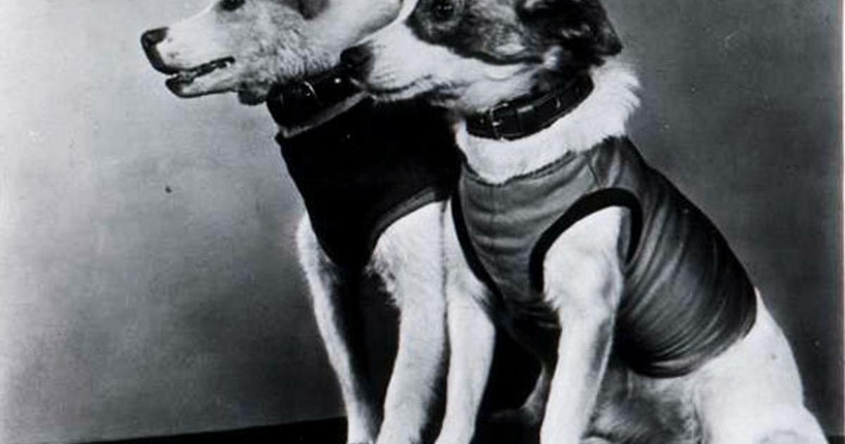 Фото белки полетевшей в космос. Полет собак в космос белка и стрелка. Белка и стрелка первые собаки в космосе. Белка и стрелка 1960 год. Белка и стрелка 19 августа 1960 года.