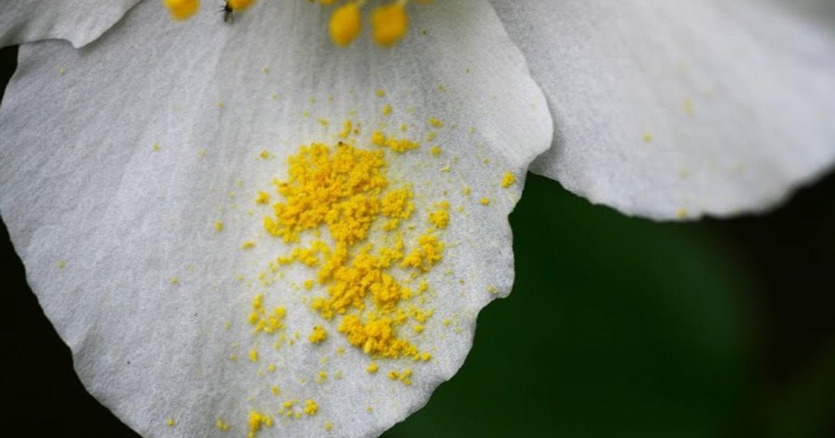 Цв пыльца. Пыльца цветкового растения. Пыльца цветка на растениях. Одноапертурная пыльца. Пыльца растений фото.