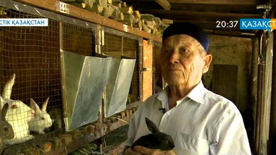 Кентаулық 80 жастағы Ысқақ Жұмашев қоян өсіруді қолға алған