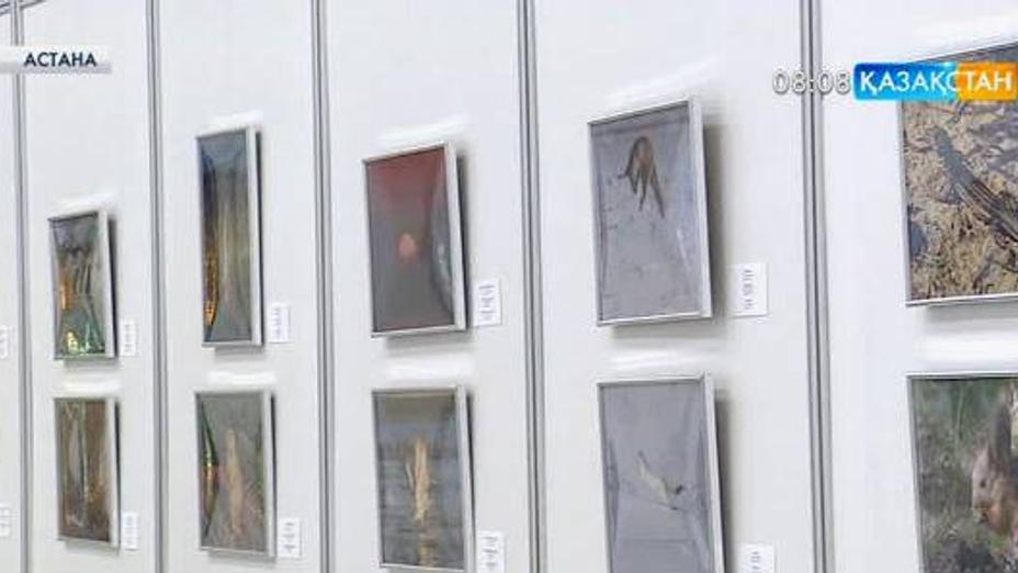 Астанада жануарлар әлемінің тұңғыш фотокөрмесі өтті