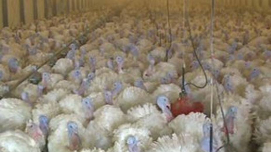Птицефабрика в ЮКО экспортирует треть продукции