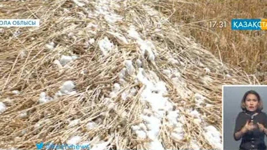 Ақмола облысында диқандар егінді жинай алмай отыр