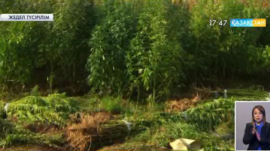 Батыс Қазақстанда қарасора өсіріп, заңсыз пайда таппақ болғандар ұсталды