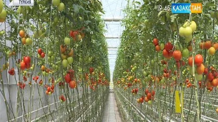 Қазақстандық бағбандар түріктердің топырақсыз қызанақ өсіру әдісін қолданбақ